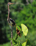 Aigrette tricolore