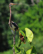 Aigrette tricolore