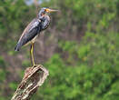 Aigrette tricolore