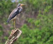 Aigrette tricolore