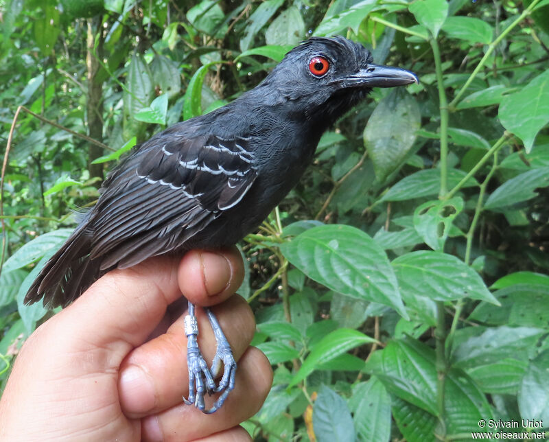 Black-headed Antbird male adult