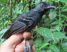 Black-headed Antbird