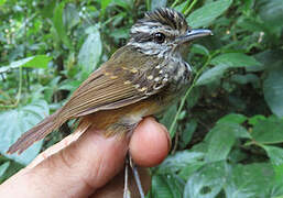 Guianan Warbling Antbird