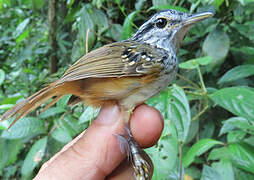 Guianan Warbling Antbird