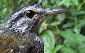 Guianan Warbling Antbird