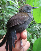 Black-throated Antbird