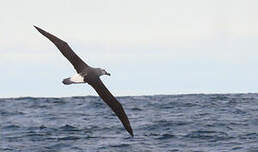 Albatros à cape blanche