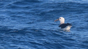 Albatros à nez jaune