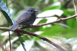 Dusky-throated Antshrike