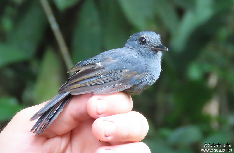 Batara cendré mâle immature