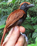 Band-tailed Antshrike