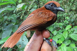 Band-tailed Antshrike