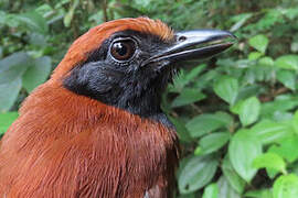 Band-tailed Antshrike