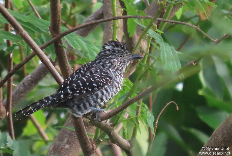 Barred Antshrike male adult