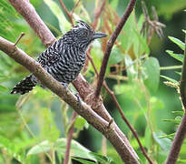 Barred Antshrike