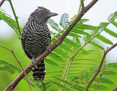 Barred Antshrike