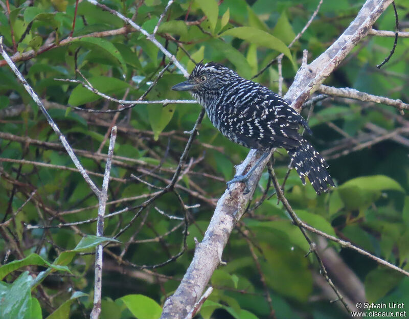 Barred Antshrike male adult