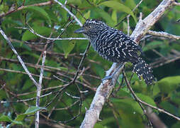 Barred Antshrike