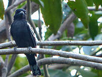 Bécarde à ailes blanches