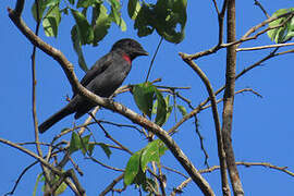 Pink-throated Becard