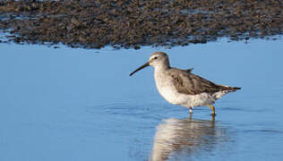 Stilt Sandpiper