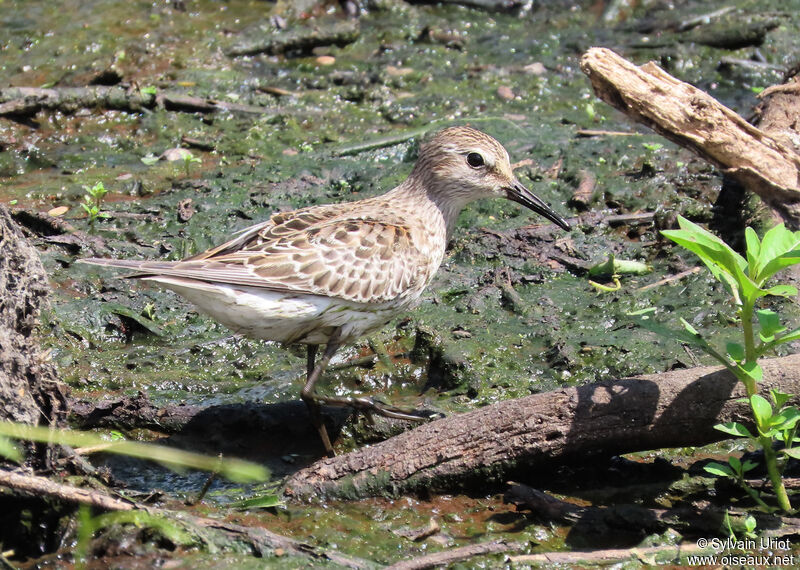 White-rumped SandpiperFirst year