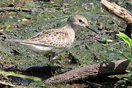 White-rumped Sandpiper