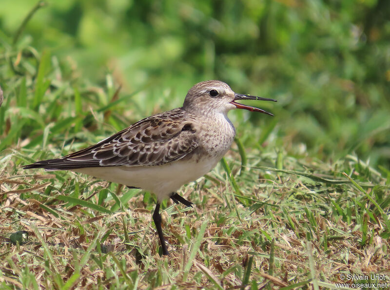 White-rumped SandpiperFirst year