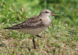 White-rumped Sandpiper