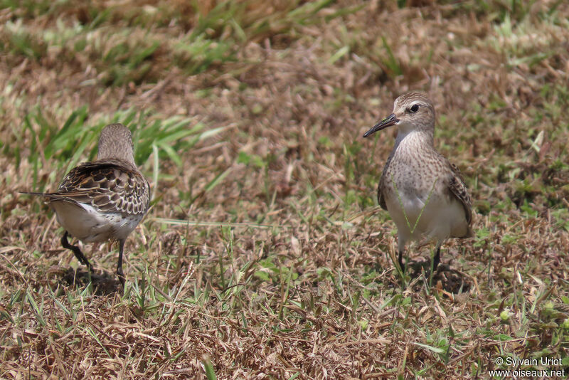 White-rumped SandpiperFirst year