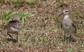 White-rumped Sandpiper