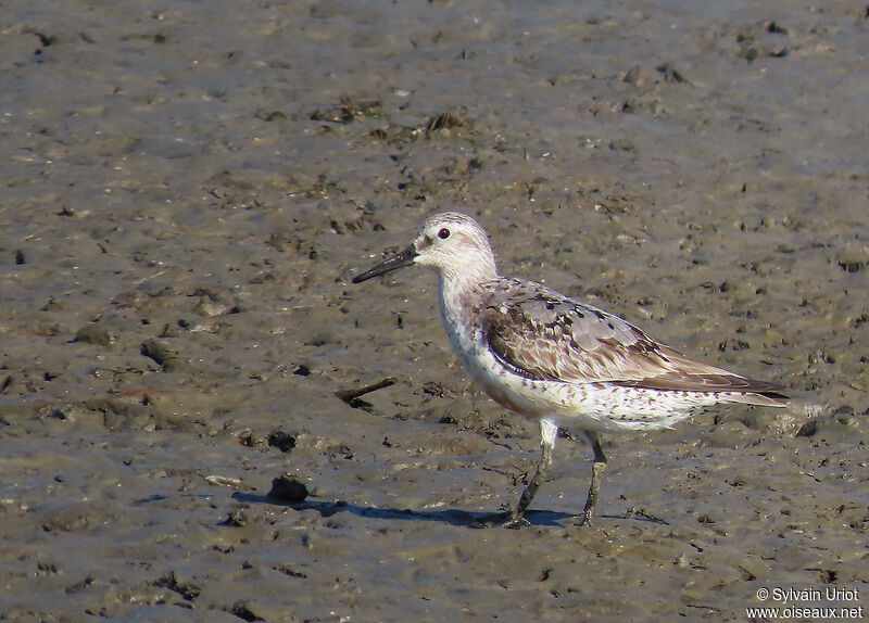 Red Knotadult post breeding