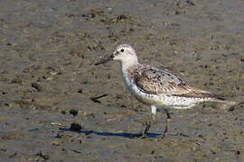 Red Knot