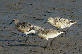 Red Knot