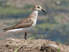 Semipalmated Sandpiper