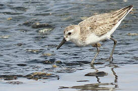 Semipalmated Sandpiper