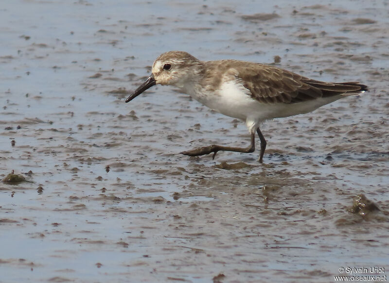 Semipalmated Sandpiperadult post breeding