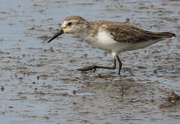 Semipalmated Sandpiper