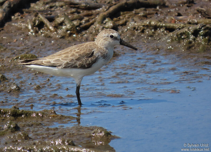 Semipalmated Sandpiperadult post breeding