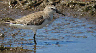 Semipalmated Sandpiper