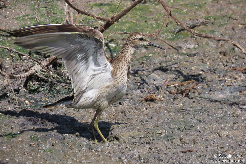 Pectoral Sandpiper