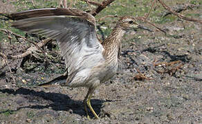 Pectoral Sandpiper