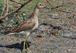 Pectoral Sandpiper