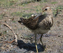 Pectoral Sandpiper