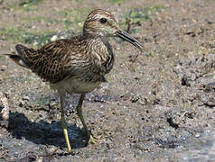 Pectoral Sandpiper