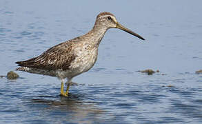 Short-billed Dowitcher