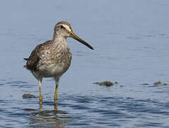 Short-billed Dowitcher