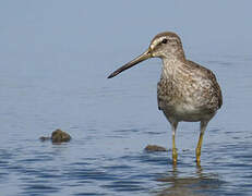 Short-billed Dowitcher