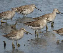 Short-billed Dowitcher