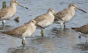 Short-billed Dowitcher